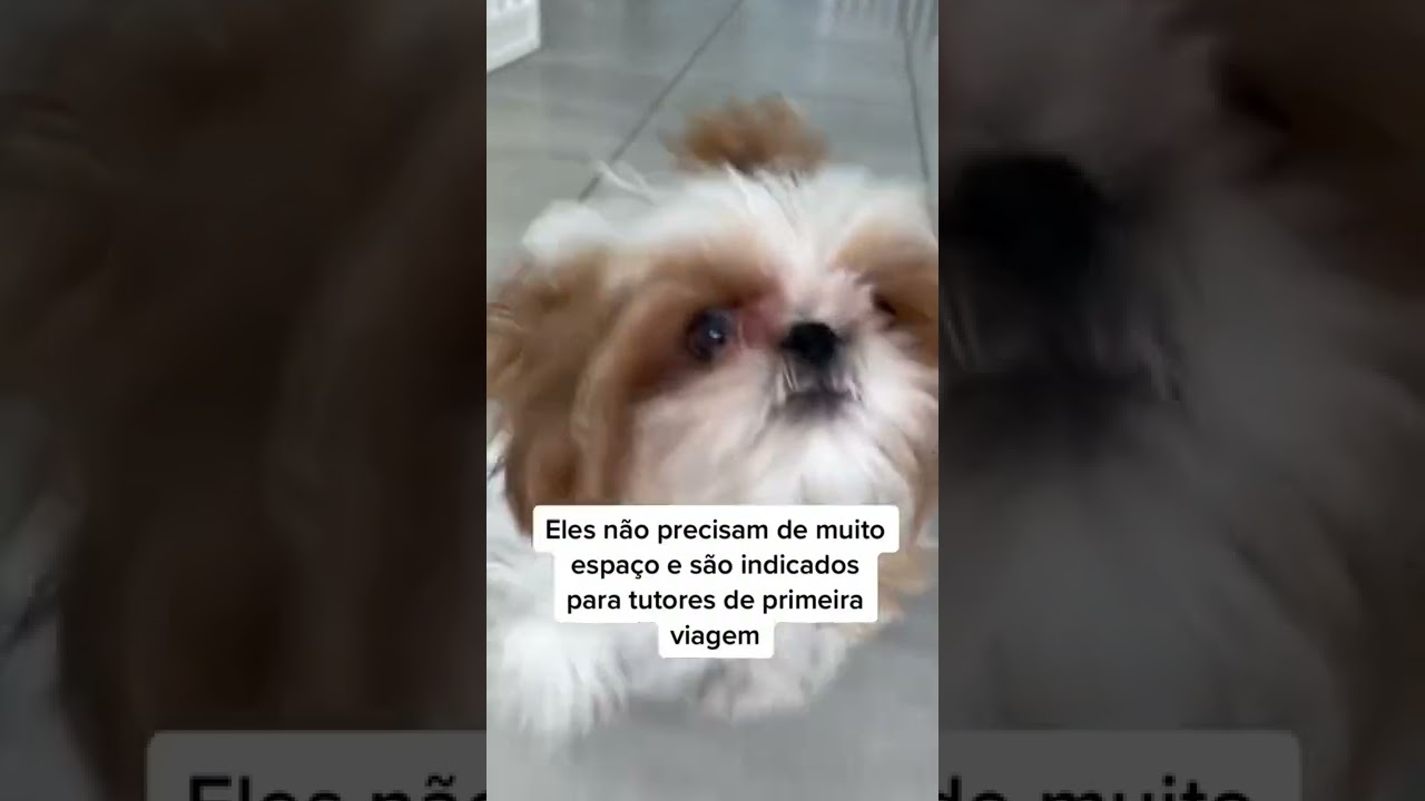 3 DICAS SOBRE SHIH TZU QUE VOC&Ecirc; PRECISA SABER #Shorts
