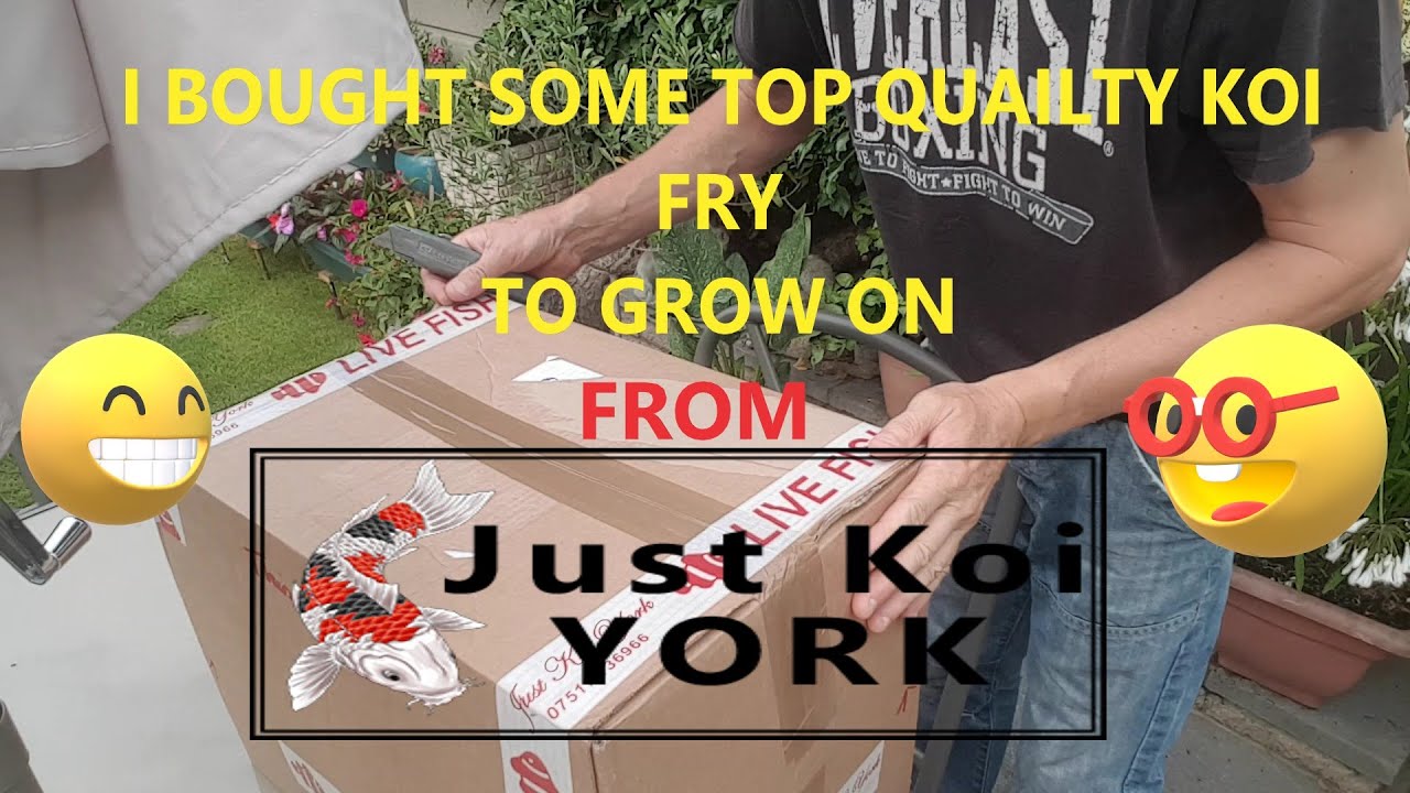 I Bought Some Top Quality Koi Fry To Grow On In New Filter Church / House