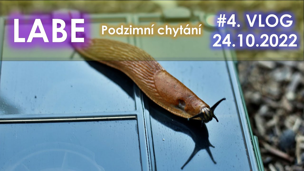 Podzimní chytání LABE 