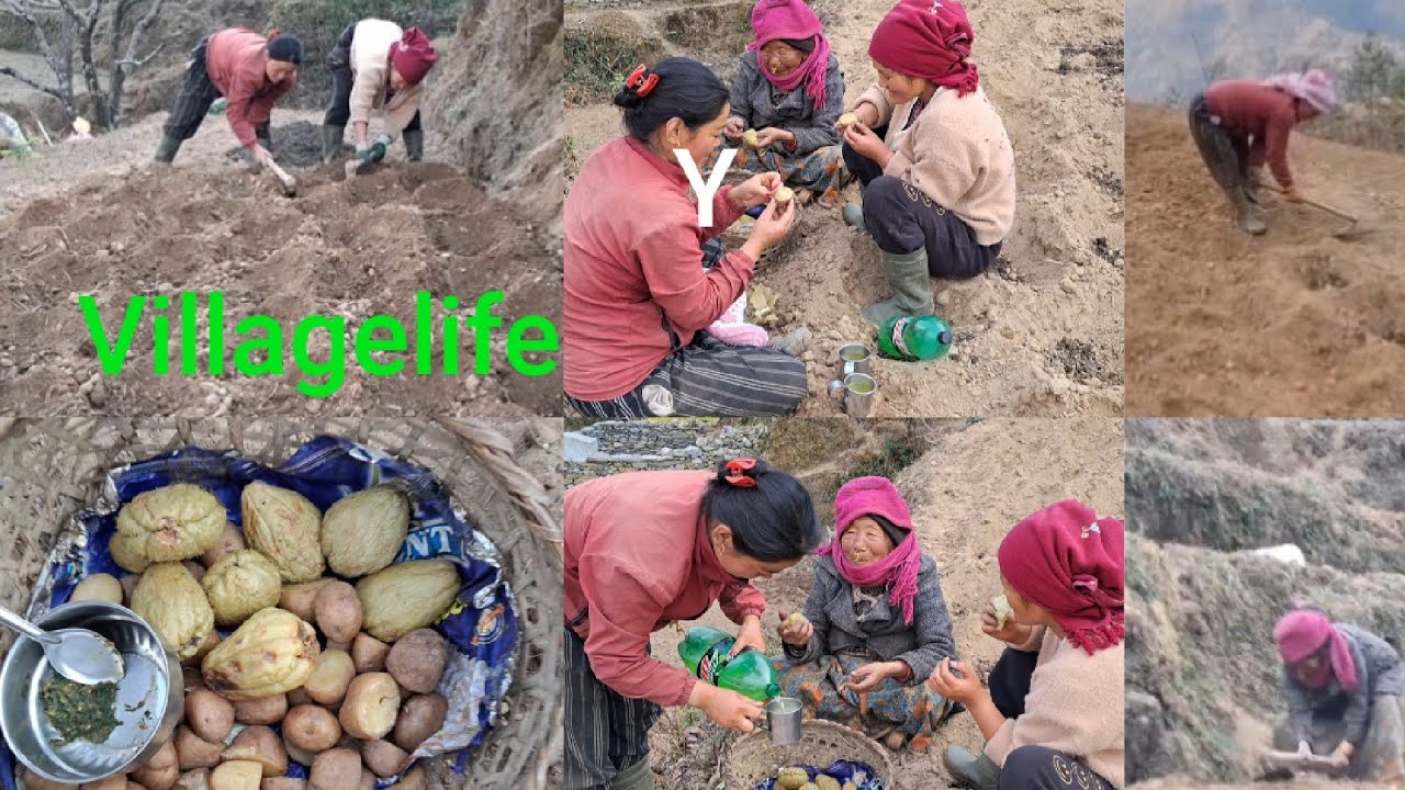 Hami dhama धाम aalu ropdai villagelife 