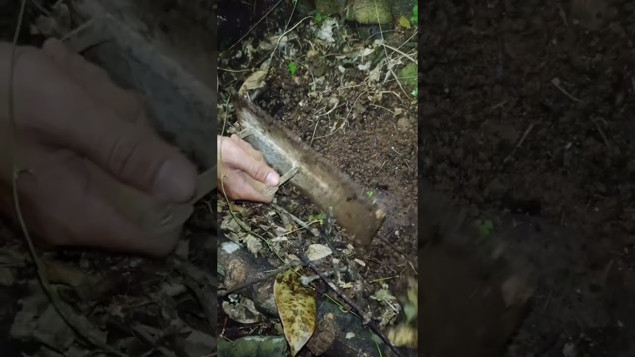 penemuan anting emas di bawah pohon besar 