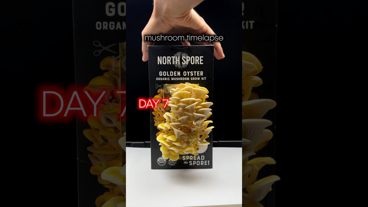 This Kit EXPLODED with Mushrooms! 🍄🤯 #timelapse