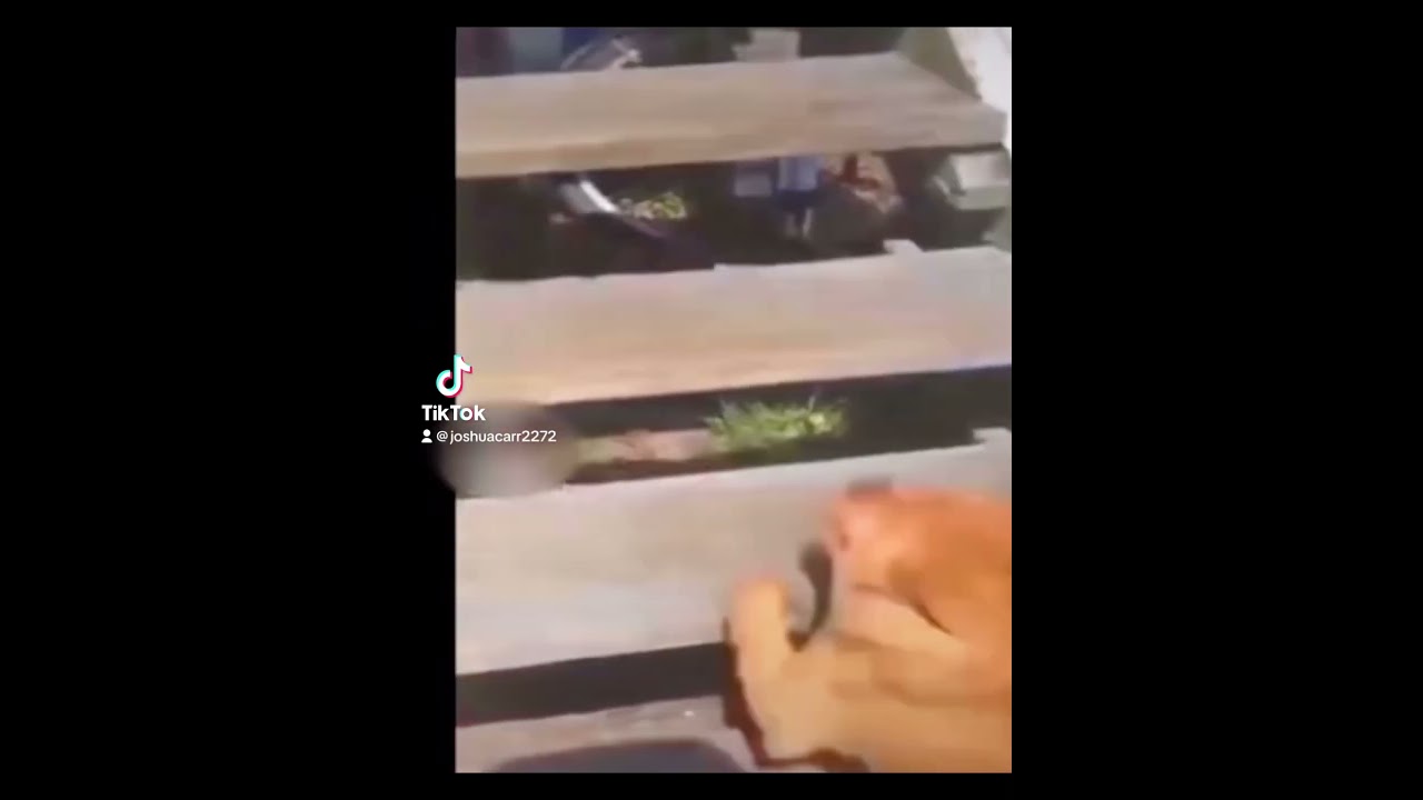 Amongus doge