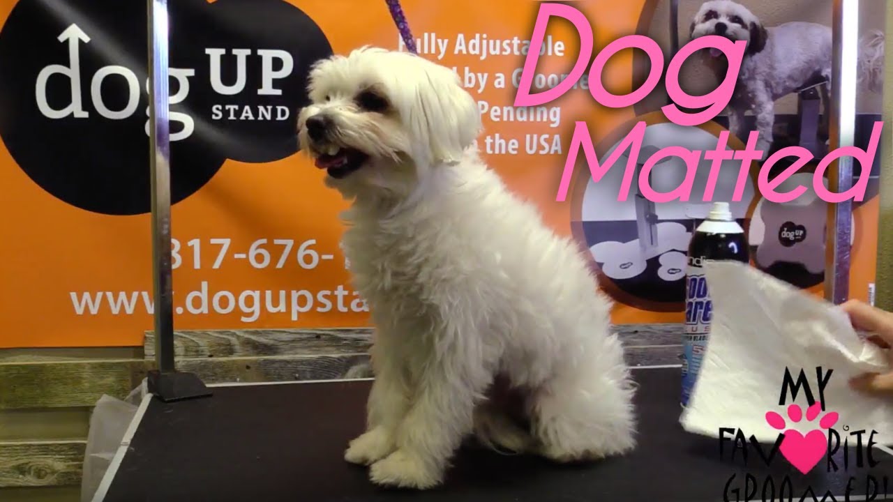 Dog Grooming A Matted Maltese MUST SHAVE