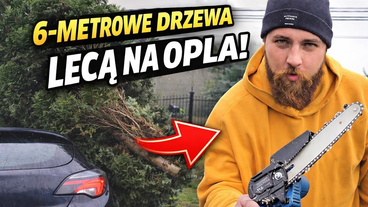 Wycinam 6-metrowe choinki i chyba ratuję stare porzeczki