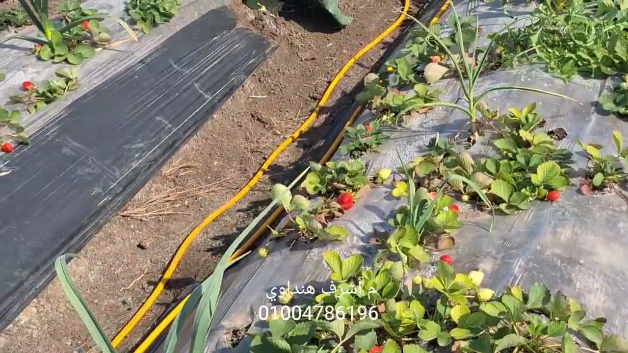 المشاكل كثيرة .. يمكن السيطرة عليها .. و نكمل الموسم     فراولة الإنتاج 🍓 