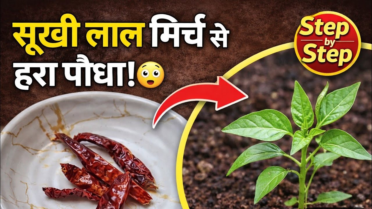 घर की सूखी लाल मिर्च से ऐसे उगाएँ हरी मिर्च का पौधा | गमले में मिर्च उगाने का आसान तरीका