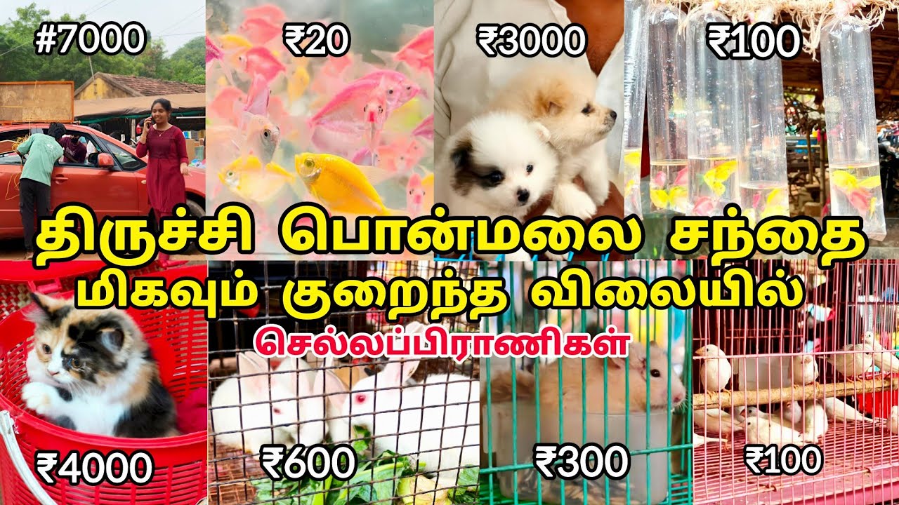 💰You can buy pets from ₹5 to ₹5000 at our Ponmalai market 🐦 #ponmalai #vlog 