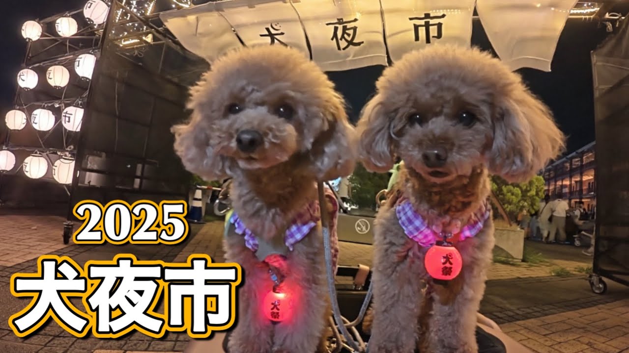 【横浜犬夜市2025】沢山のお店の中から気になるお店を見て回りました
