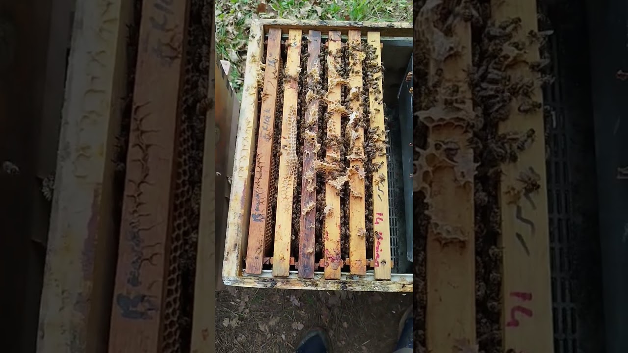 Erkek Arı Üretimi için Erkek Arı Çerçevelerini Vermeye Başladım.🐝🐝🐝🇹🇷🇹🇷🇹🇷