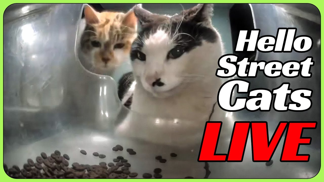 9 Hello Street Cat Feeders LIVE 24/7 😸💞 Happy Canteen, Auspicious Restaurant, Lucky 7-11 II + More
