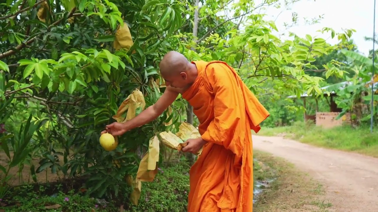 TJC Mango plantation in Sri Lanka.