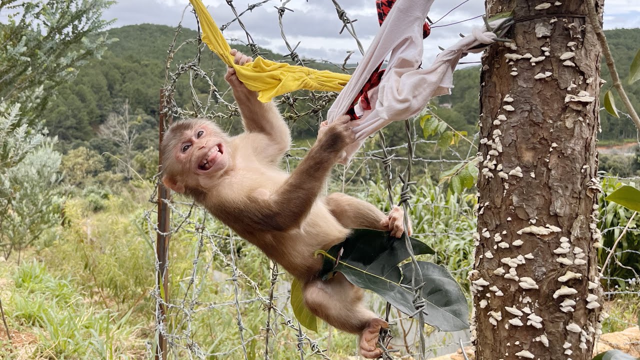 Monkey can't stop laughing! Max went to play neighbors and lost clothes