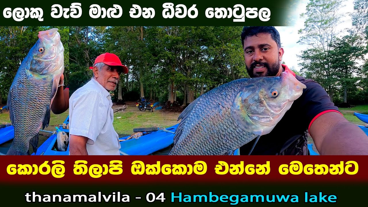 කොරලි තිලාපි ඔක්කොම එන්නේ මෙතෙන්ට🐟🐡 | ලොකු වැව් මාළු ගේන ධීවර තොටුපළ | Caught A Lot Of Big Fishes