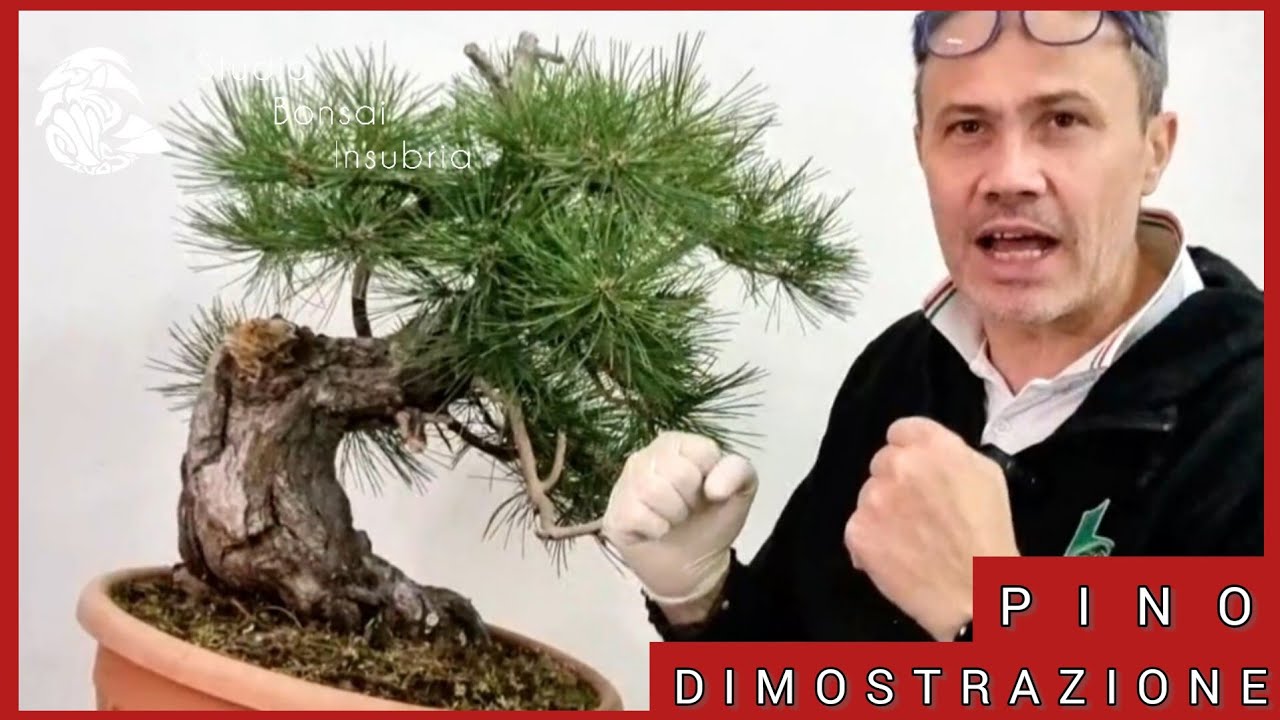 Storia della preparazione di un pino nero per una dimostrazione tecnica al Congresso IBS 2023