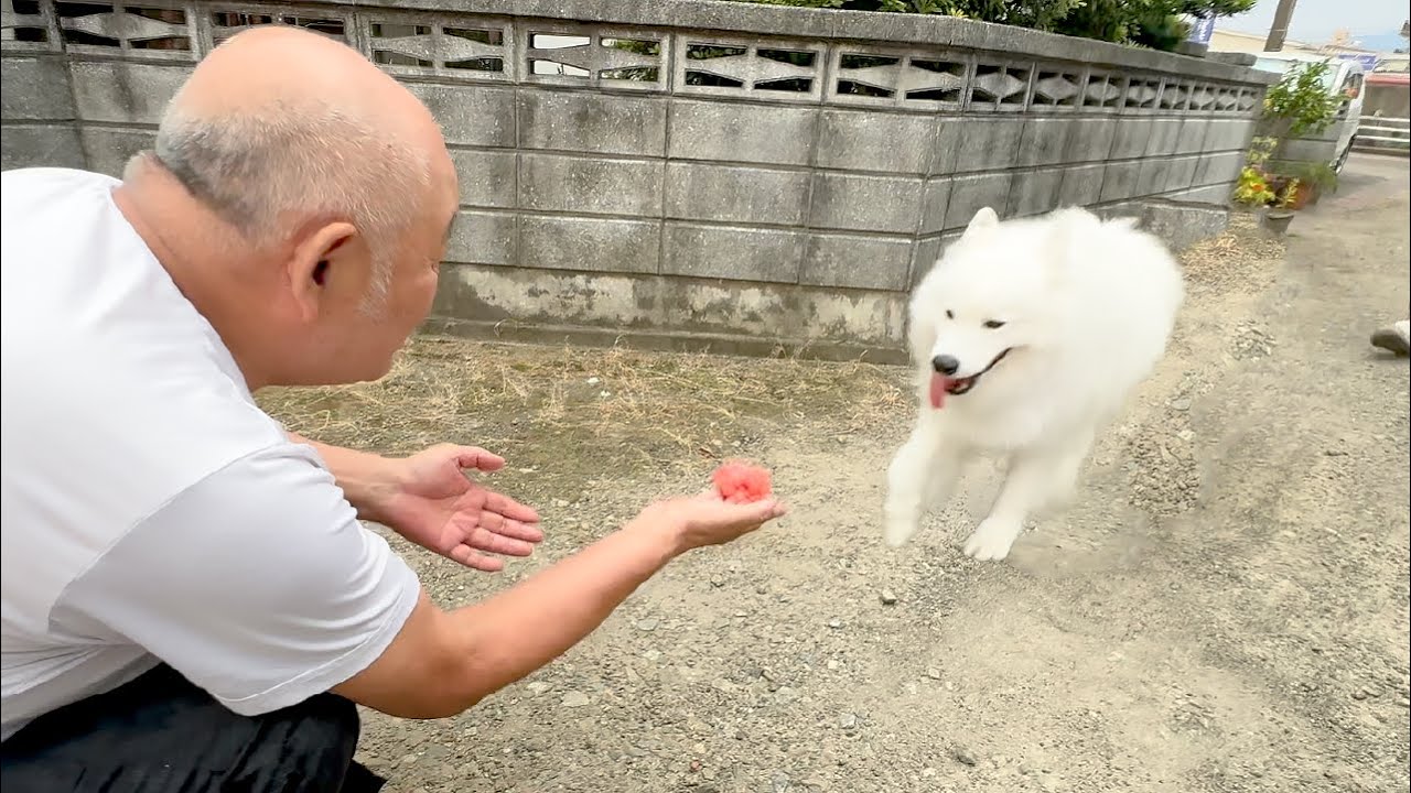 ご褒美のスイカめがけてじいちゃんのもとにウキウキで駆け寄る犬がかわいすぎました！