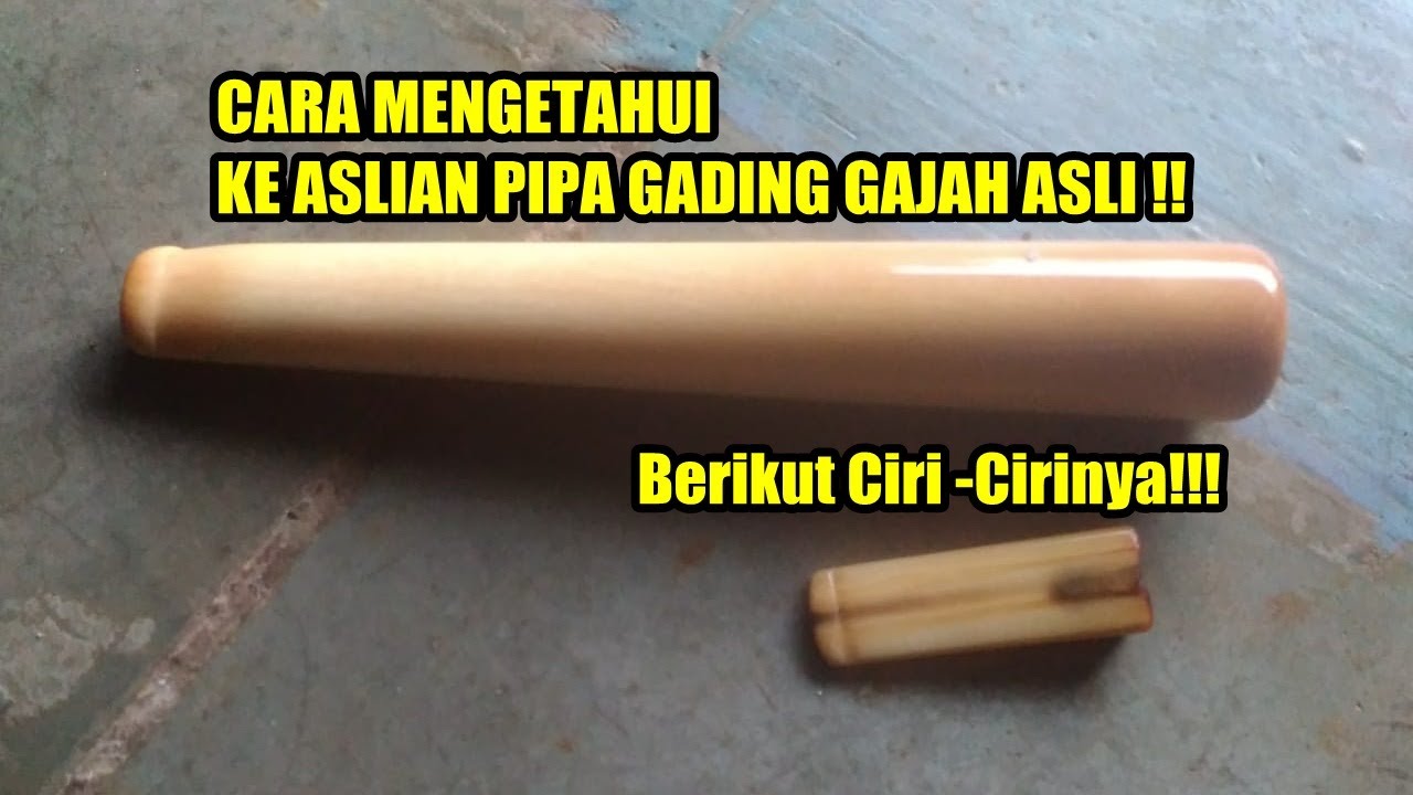 CARA MENGETAHUI PIPA GADING GAJAH ASLI