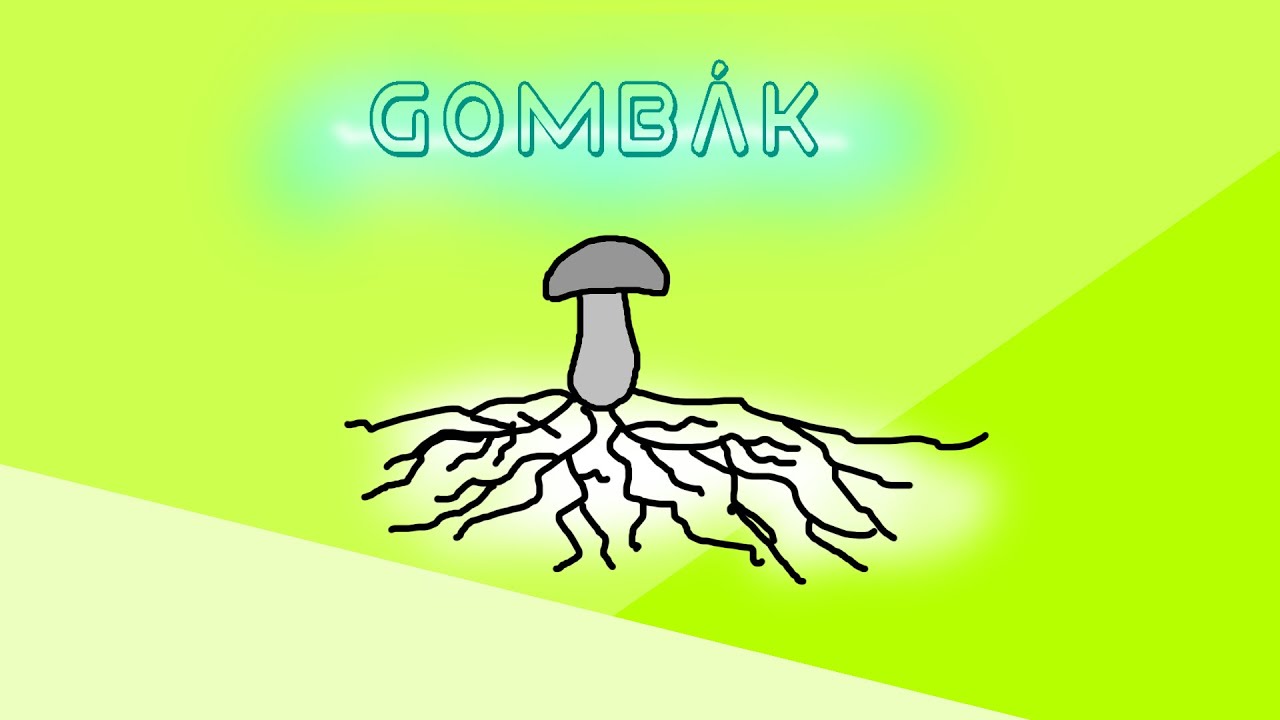 Biol&oacute;gia - a Gomb&aacute;k orsz&aacute;ga