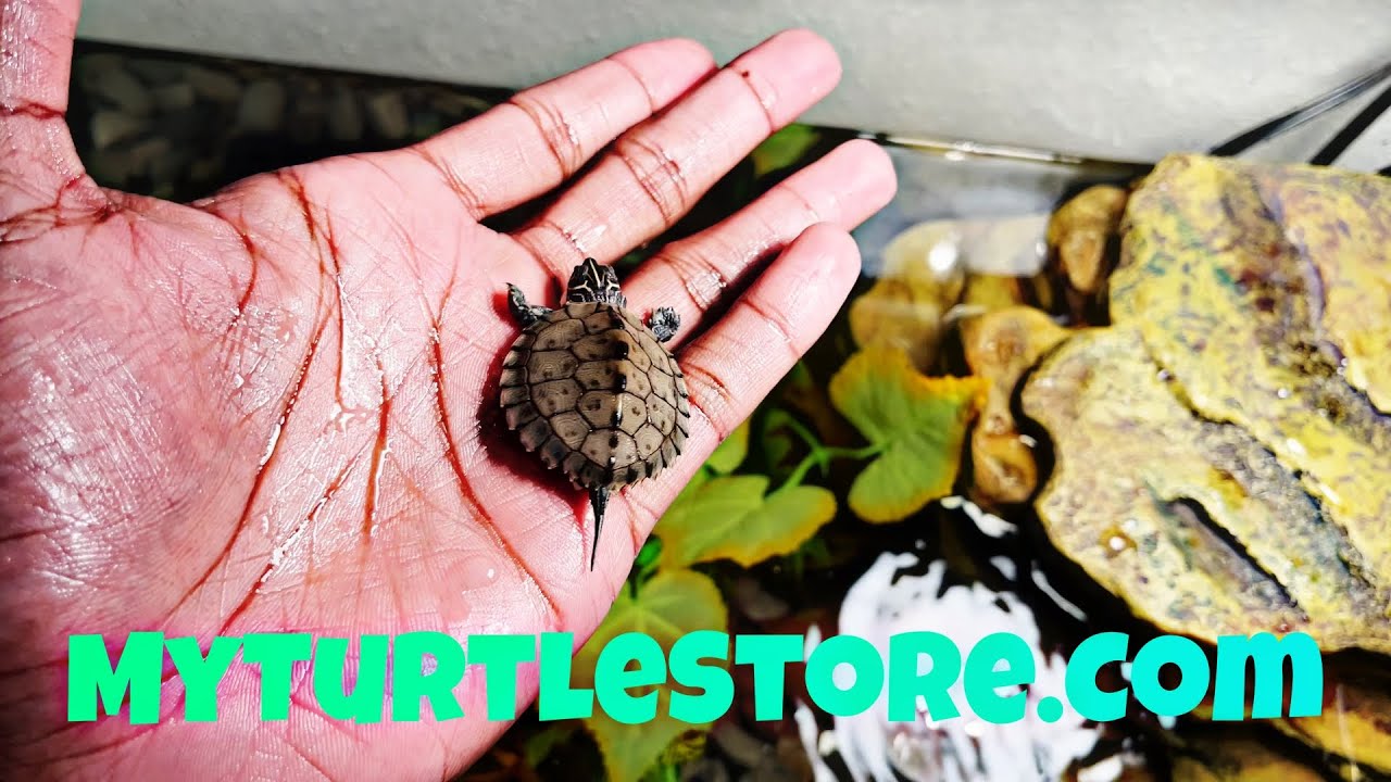 I Bought a Map Turtle from MyTurtleStore.Com (Full Review, Tank Setup, & More)