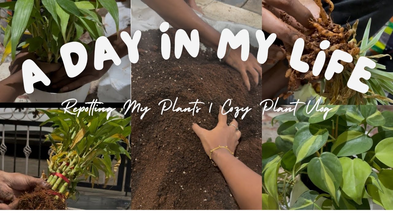 Repotting My Indoor Plants 🌱 | Calm Plant Care