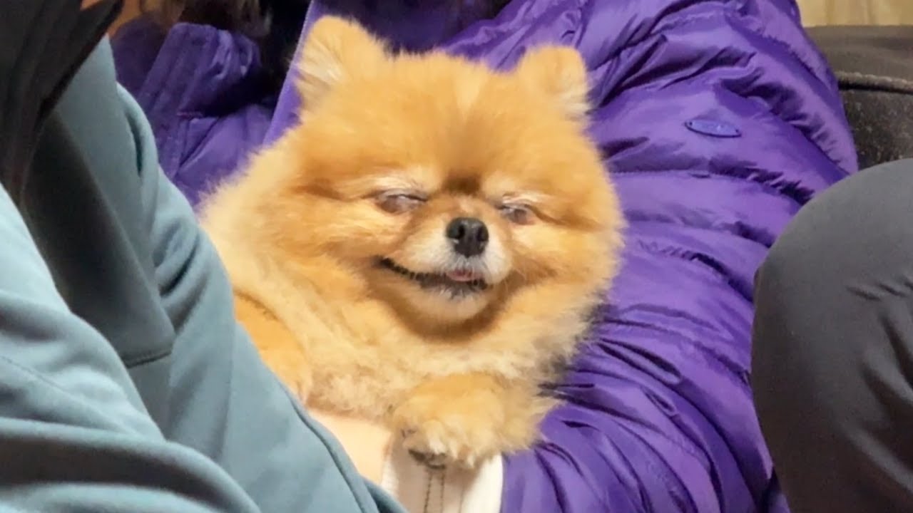 할머니댁만 가면 가족들만 쫓아다녀요