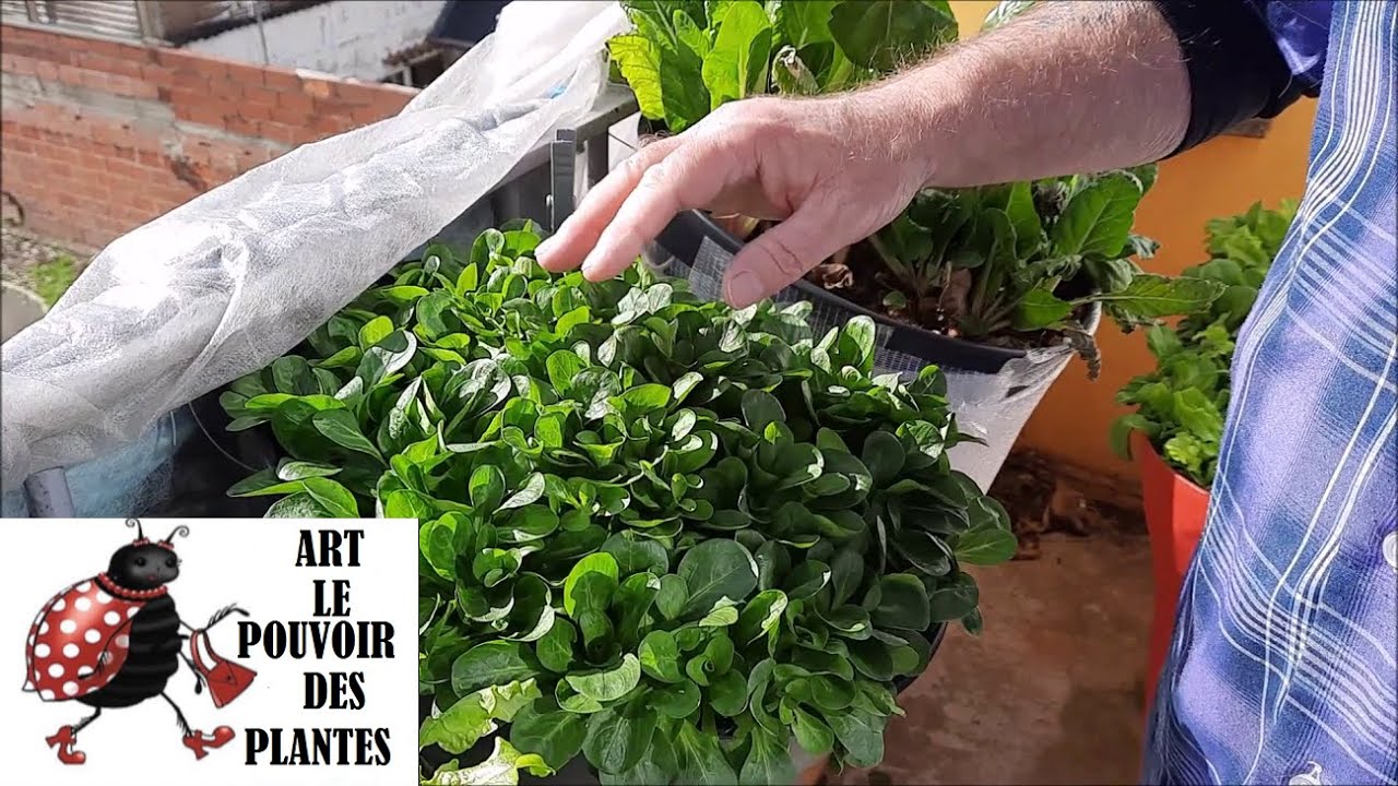 Potager sur balcon: Mâche de cambrais: semis, arrosage, taille, récolte: Plante bisannuelle