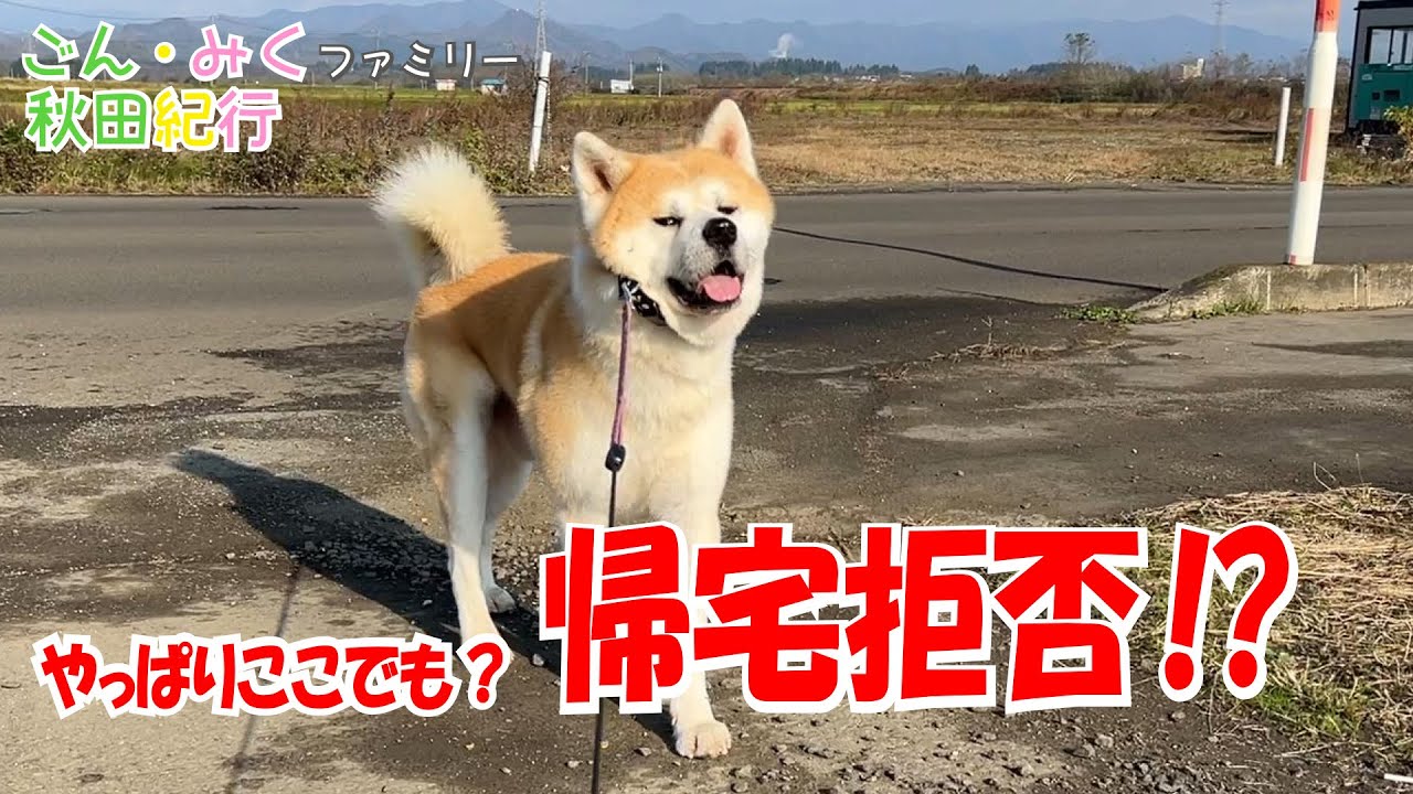 やっぱり帰宅拒否♪　【ごん・みく】ファミリー秋田紀行　秋田犬【ごん・みく チャンネル】