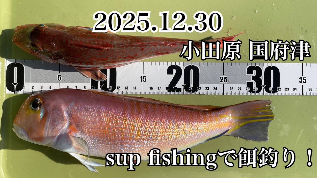 2025.12.30 sup fishing🚣‍♂️🎣小田原国府津！おかっぱりからはもう釣りはできない！初心者でも簡単に釣果を出せる釣り！