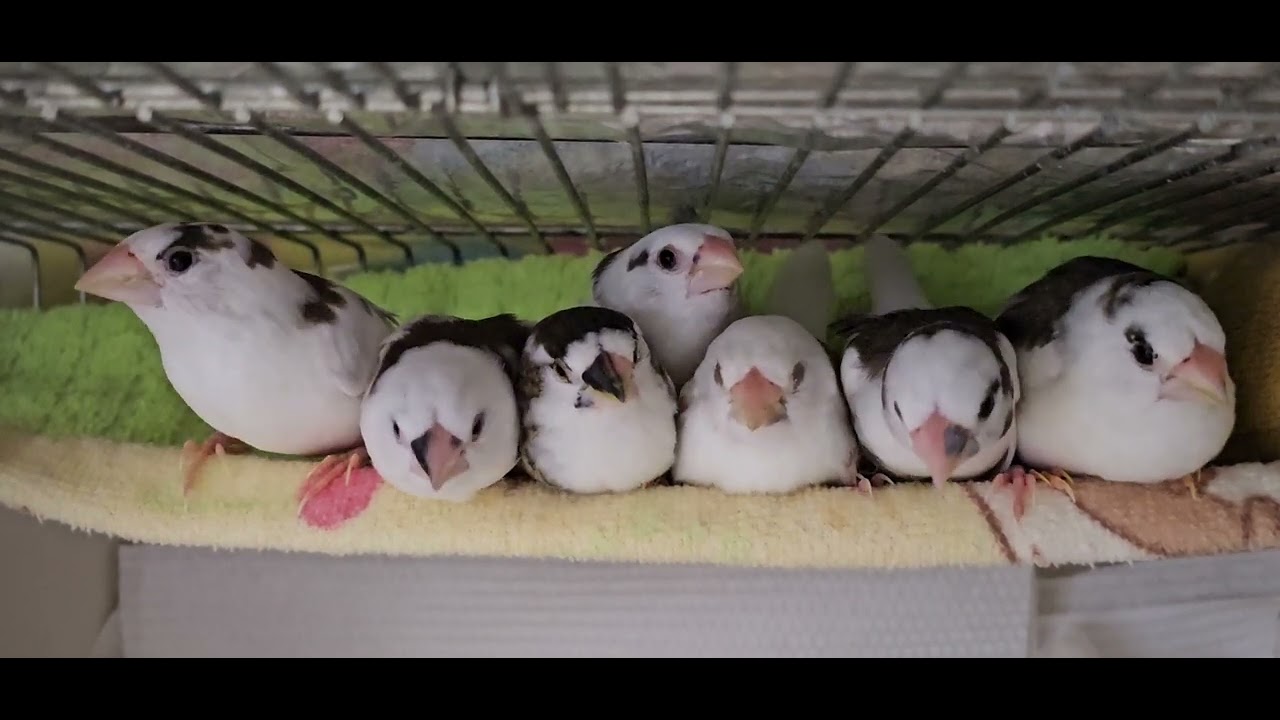 2025/2/4 十姉妹❄入りたくてウロウロしてる可愛い かさす🐦