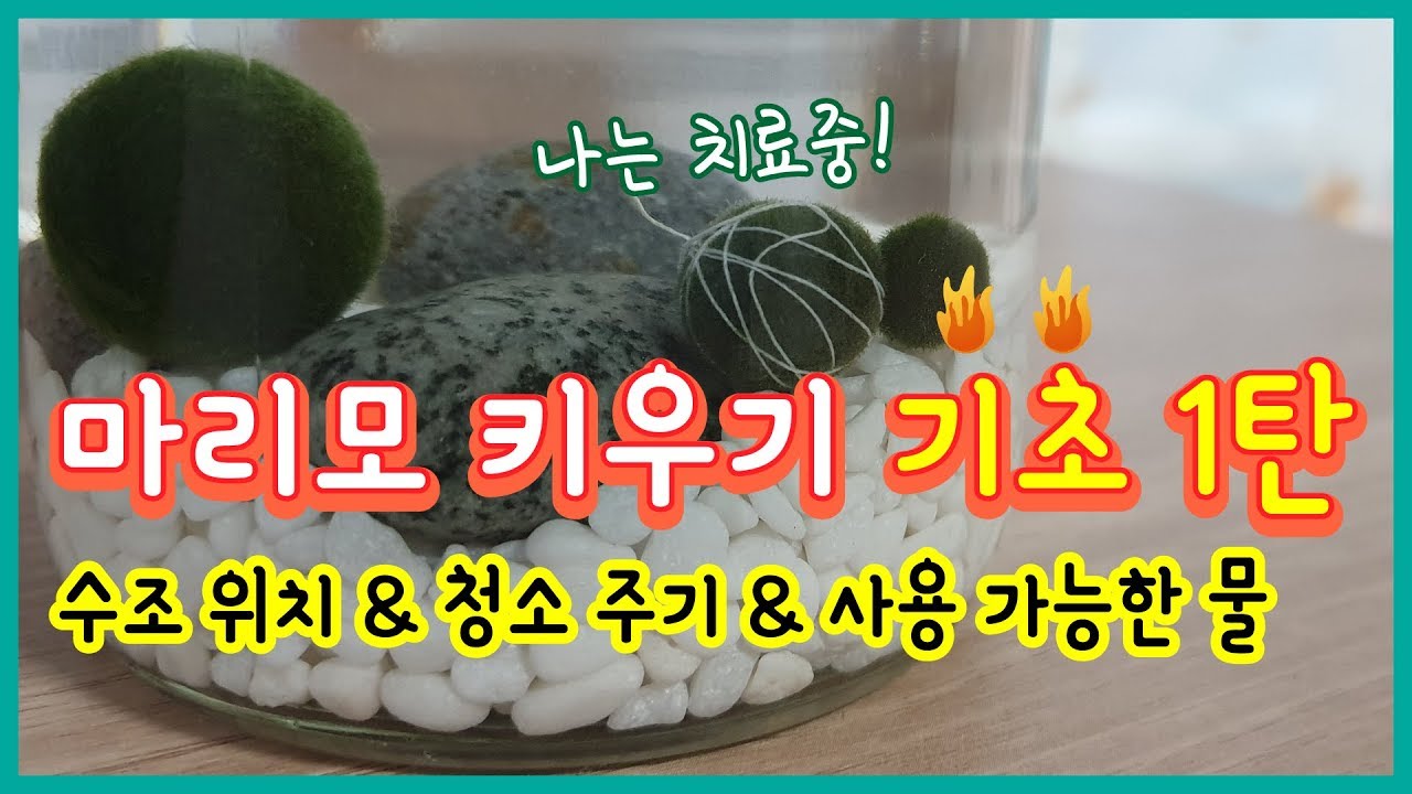 [마리모 키우기] 기초 1탄! 항상 기초가 제일 중요해요:D | Marimo Moss Ball Care Guide