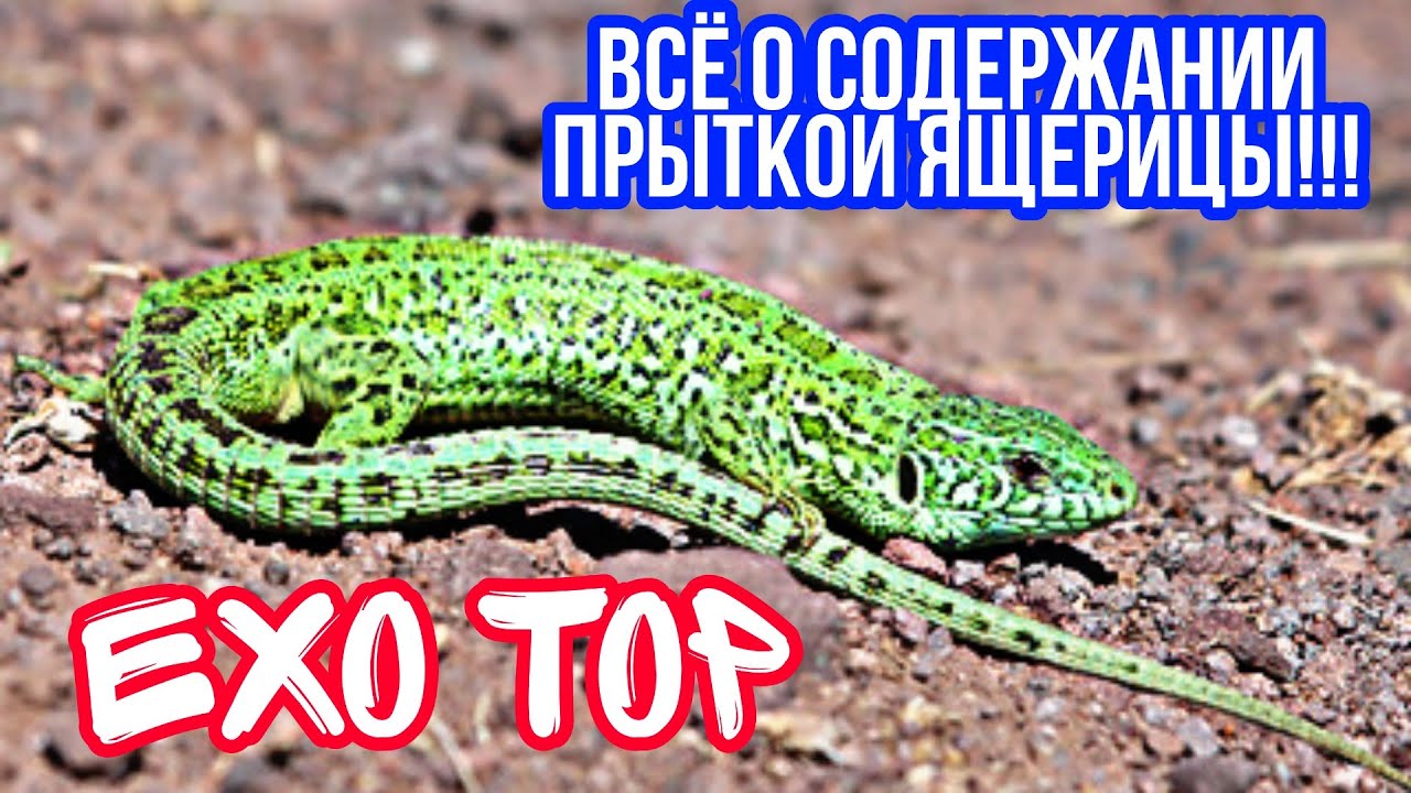 ВСЁ О СОДЕРЖАНИИ ПРЫТКОЙ ЯЩЕРИЦЫ! КАК СОДЕРЖАТЬ ПРЫТКУЮ ЯЩЕРИЦУ! EXO TOP