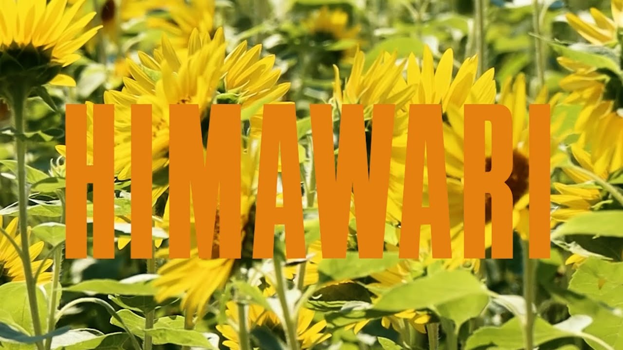 HIMAWARI (feat.ove) / JiROMAN (Official Music Video)