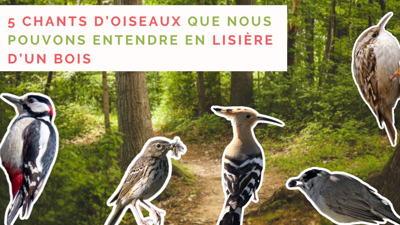 APPRENDRE LES CHANTS D'OISEAUX - 43 : 5 chants d'oiseaux en lisière d'un bois
