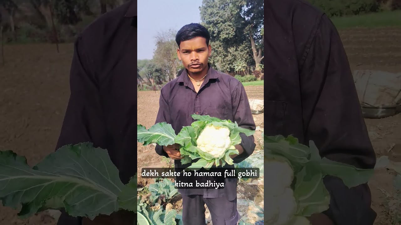 Gobhi Harvest Karne Ka Sahi Time aur Tarika 🥦#cgfarmersuraj #youtbube #shortsfeed #
