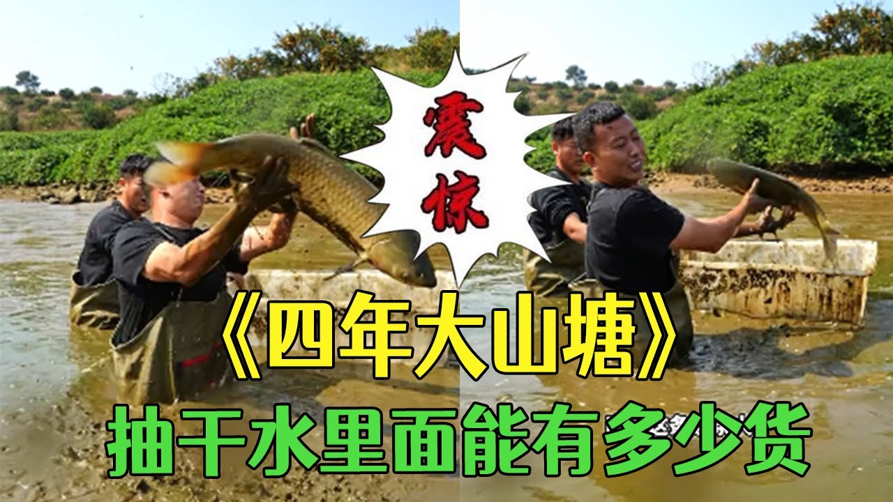 四年大山塘用挖機把水放幹，看看裏面能有多少貨？#小飛哥#戶外  #包塘  #鄉村生活