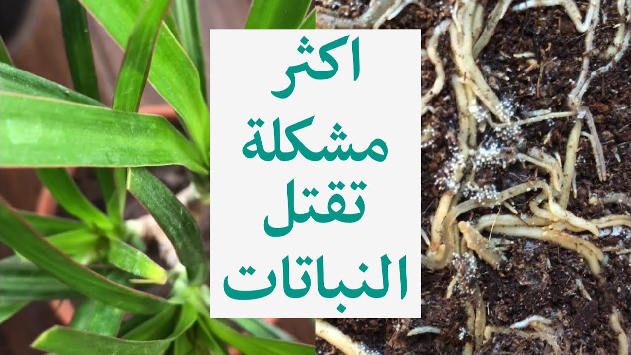 مشكلة عفن الجذور + إنقاذ نبات دراسينا مارجيناتا من الموت🌱
