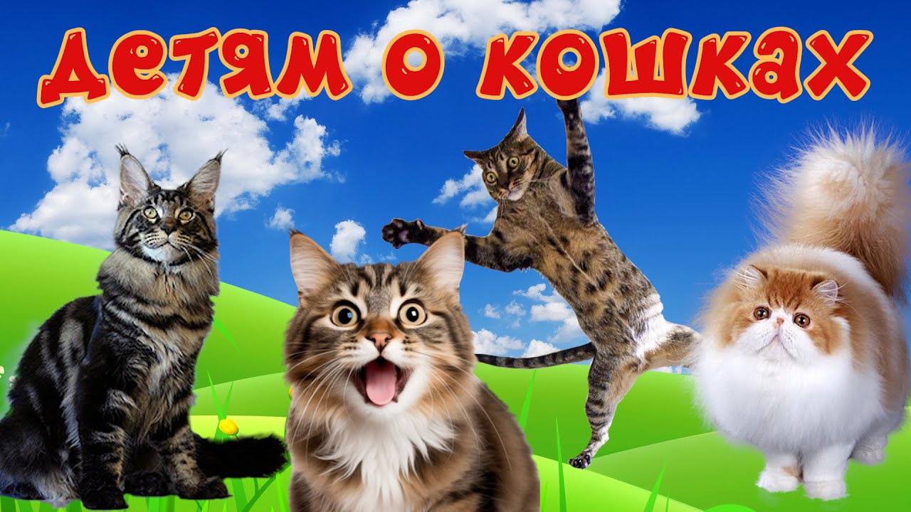 Кошки и их звуки для детей. Развивающее видео о кошках