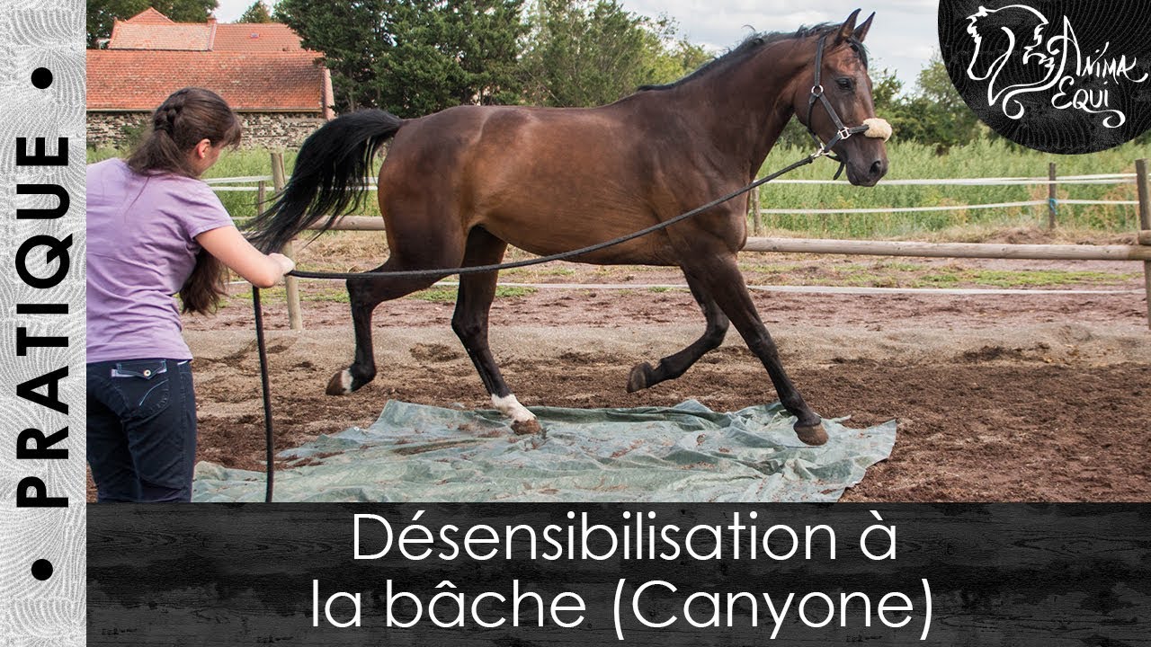 • PRATIQUE • Désensibilisation à la bâche (Canyone)