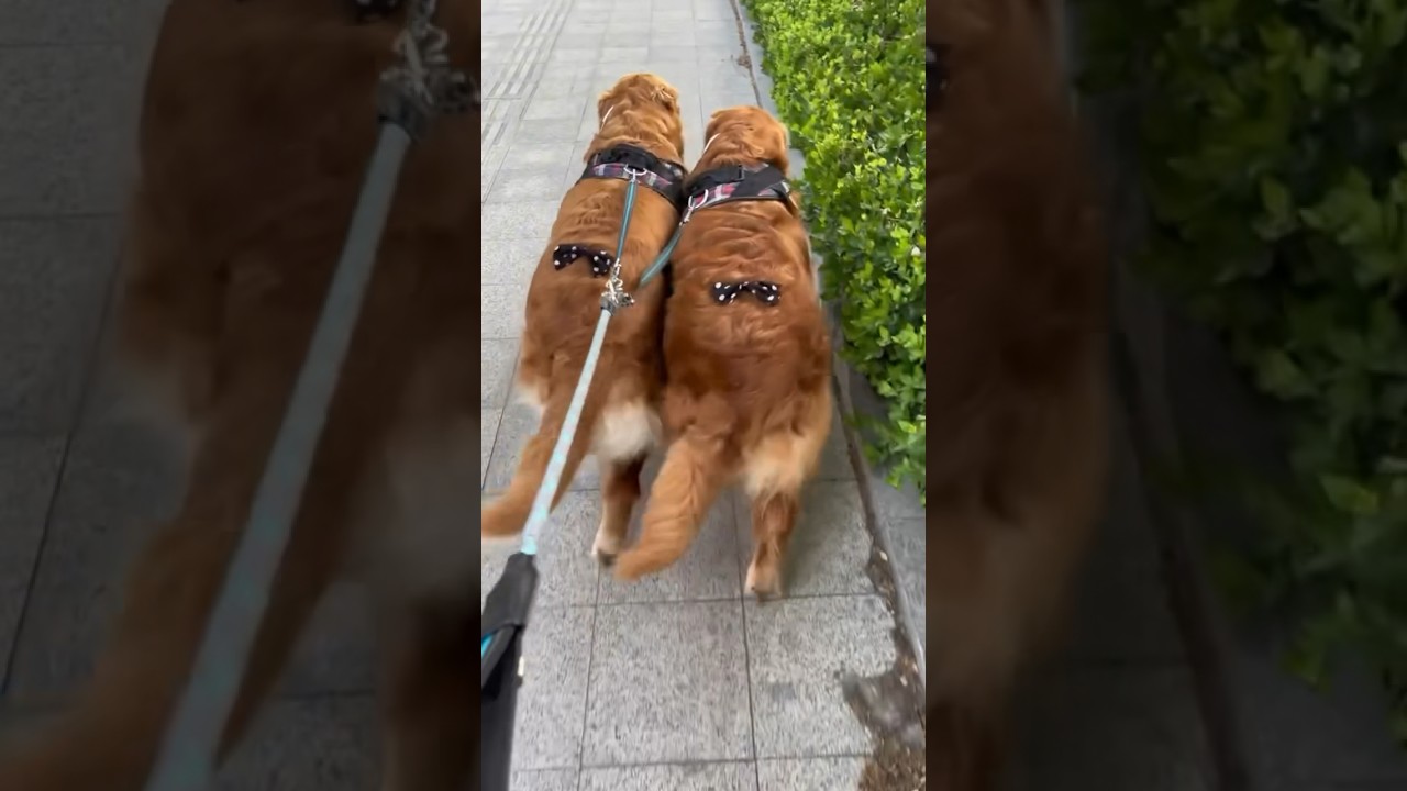 Sevimli k&ouml;pekler 🙂 #k&ouml;pek #dog #goldenretriever