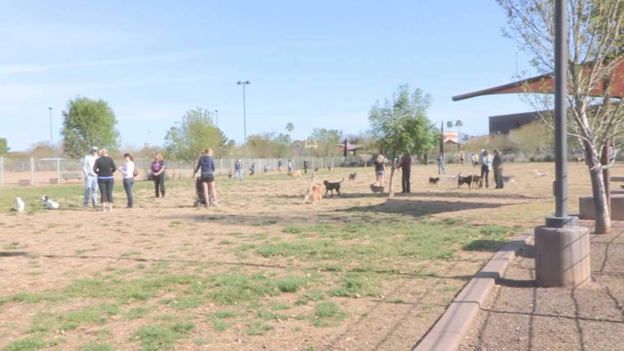 Why Dog Parks Can Be Harmful