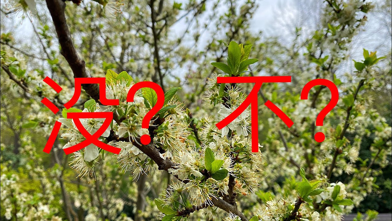 没 или 不？• РАЗНИЦА • Отрицательные частицы китайского языка • Китайская грамматика для начинающих