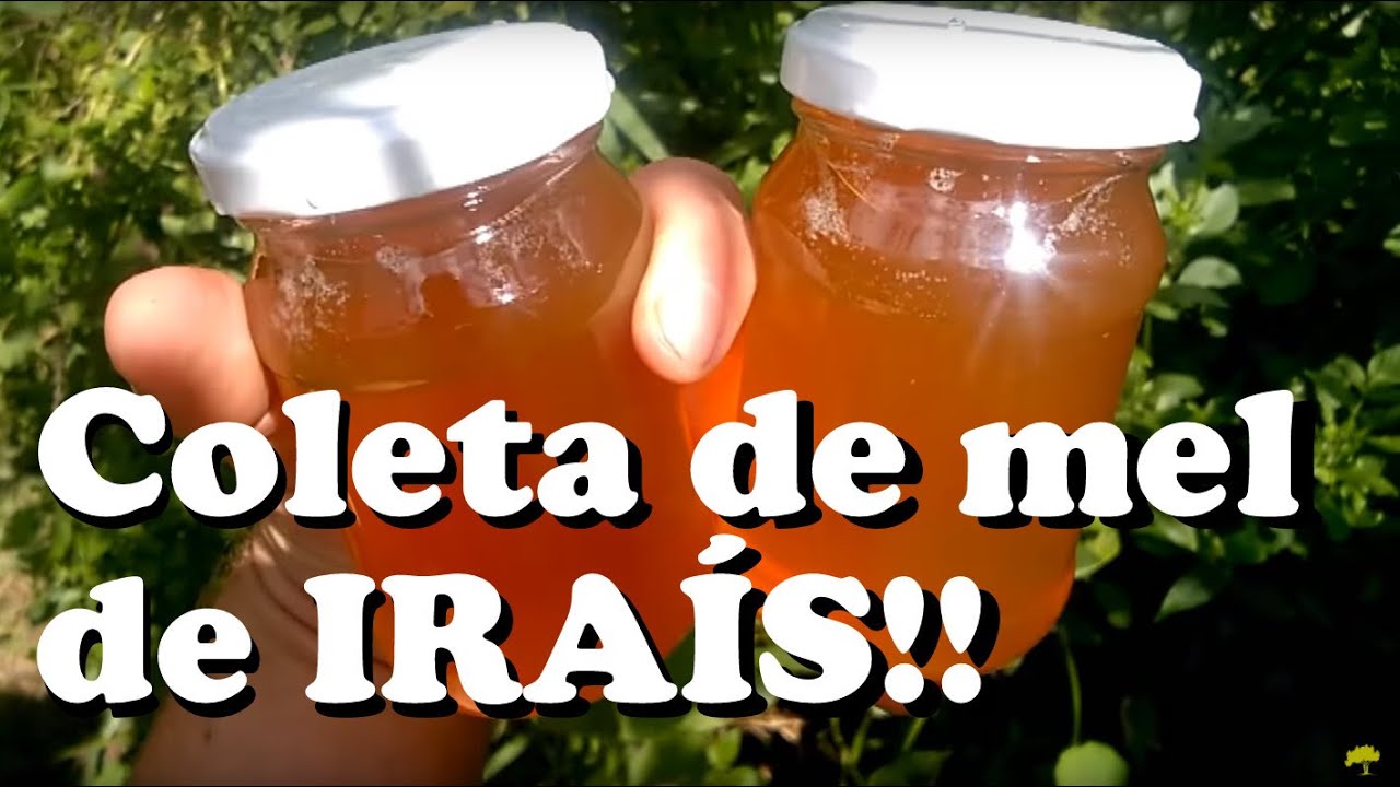 Coleta de mel de abelhas Iraís! Caixa ASF BAHTTS em testes!