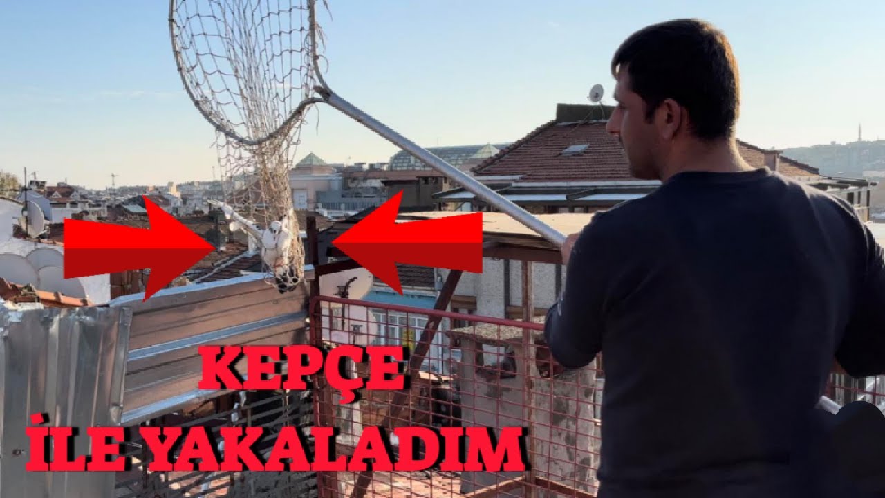 Kümes Ziyareti Kepçe İle Güvercin Yakaladım ( İki Saat Peşinden Koştum )
