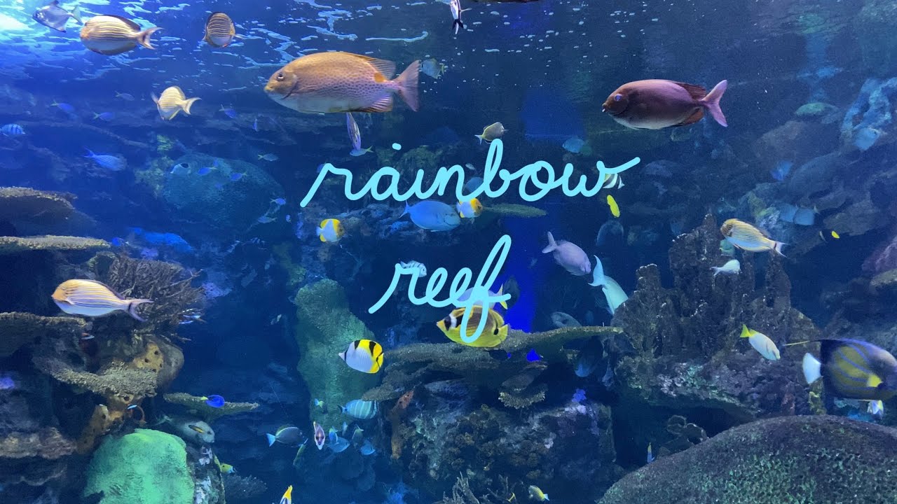 rainbow reef | ripleys aquarium of canada 