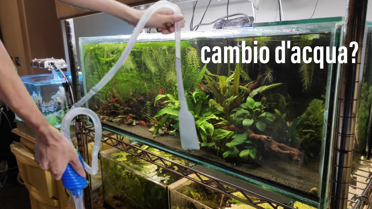 CAMBI D'ACQUA? quando farli e perché