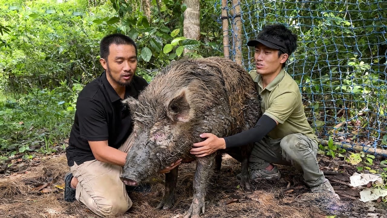 野豬島極限生存挑戰（下）！島上野豬越來越狡猾不上當，只能繼續升級陷阱裝置【探索兄弟】