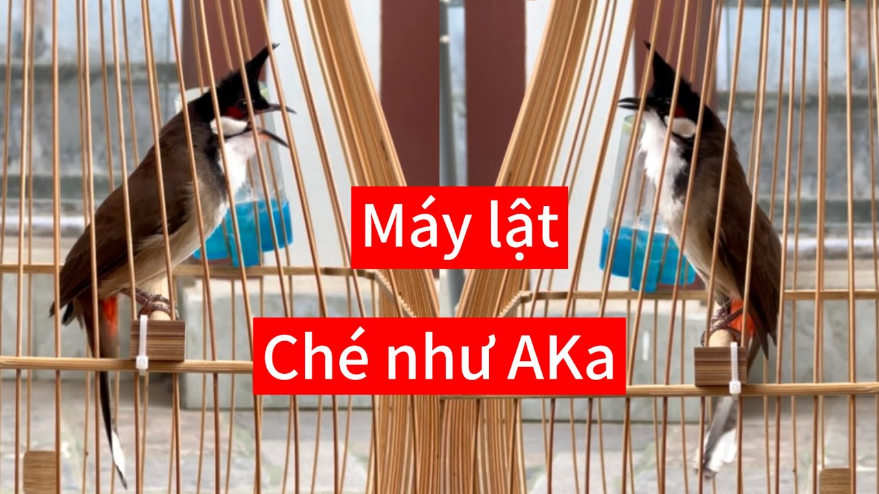 Bổi 1,5 mùa lực trâu nối chơi tự sử. CB dân lắc lật tốc độ ché xoè quá khủng 