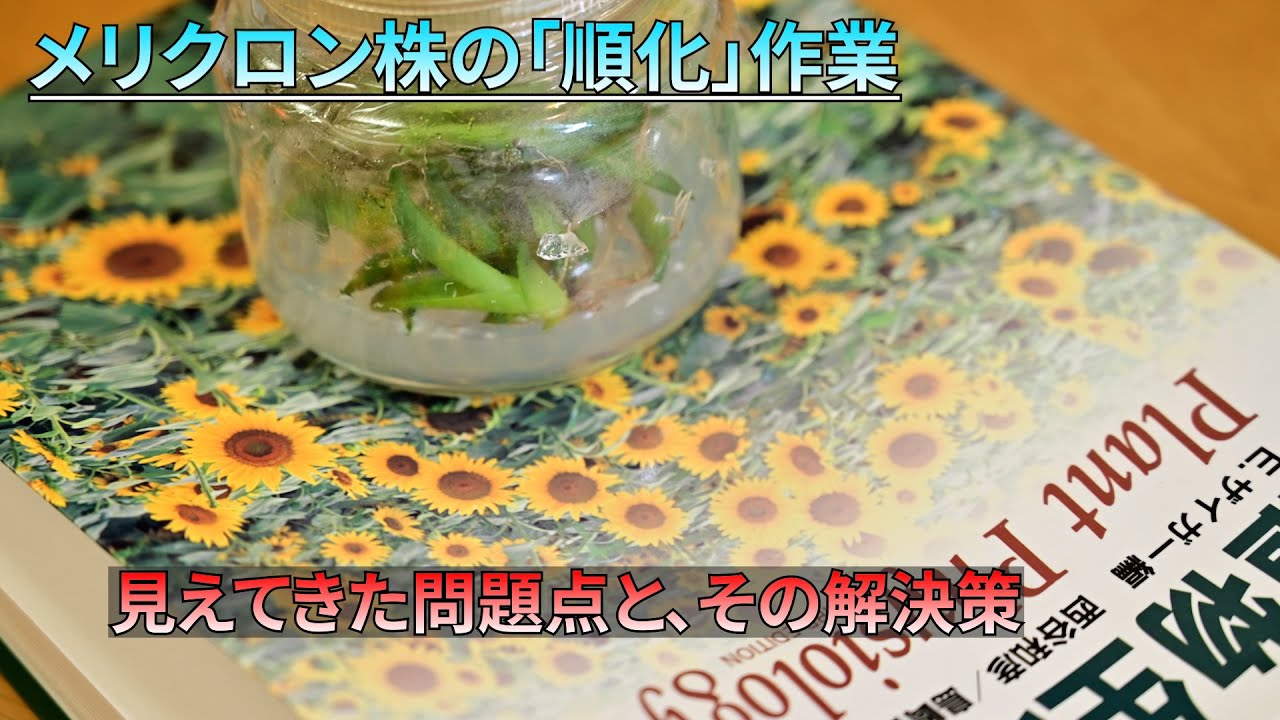 【メリクロン順化作業】楽しい作業をしながら言いたい放題する　アガベチタノタ【#植物管理編】