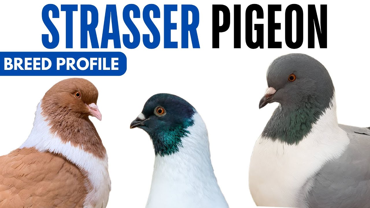 Strasser Pigeon Breed Profile - History - Strasser Pigeon Health Issues Price Training