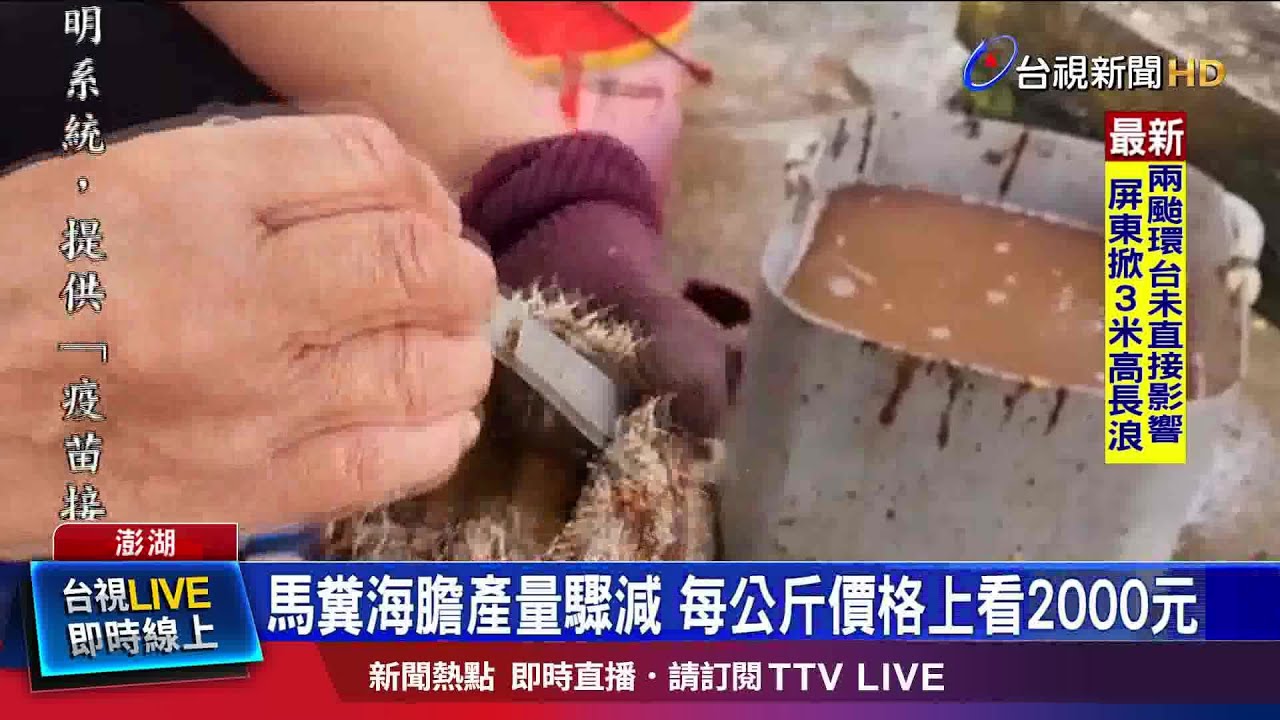 澎湖限採令 7-8月可捕直徑8公分以上海膽